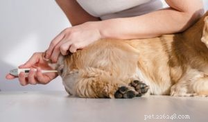 Jak léčit psí chřipku a kdy navštívit veterináře