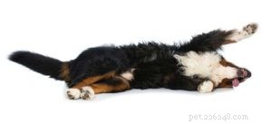 6 tekenen van rugklachten bij honden en wat u eraan kunt doen