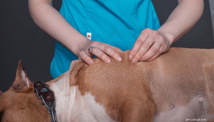 6 segni di problemi alla schiena nei cani e cosa puoi fare al riguardo