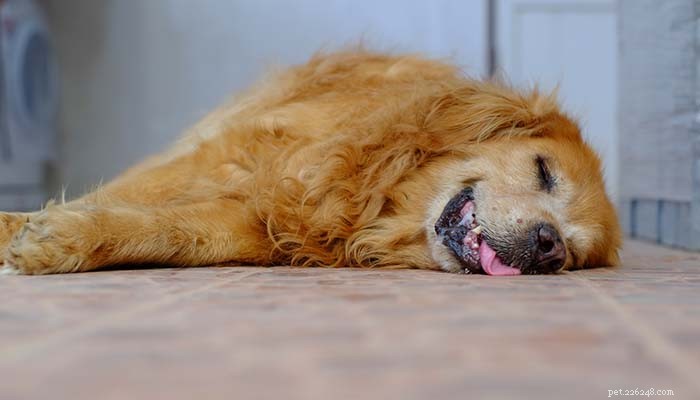 Les crises et votre chien :Comprendre les différents types de crises canines