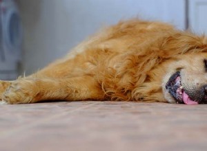 Záchvaty a váš pes:Pochopení různých typů psích záchvatů