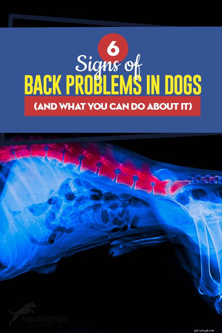 犬の背中の問題の6つの兆候とそれについてあなたができること 