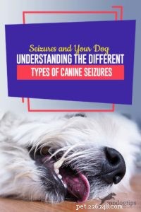Anfall och din hund:Förstå de olika typerna av hundanfall