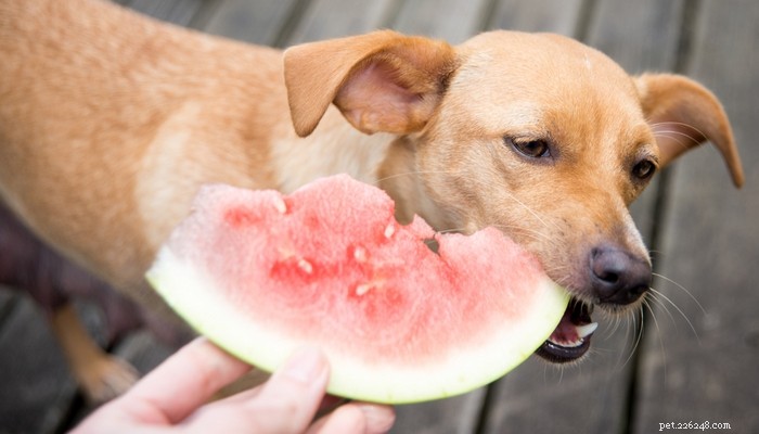 6 fruits que les chiens peuvent manger et devraient probablement manger (selon des études)