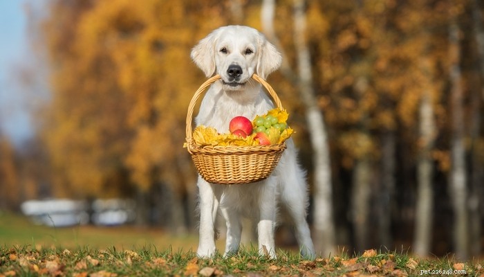 犬が食べることができ、おそらくそうすべき6つの果物（研究によると） 