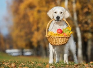 6 фруктов, которые собаки могут есть и, вероятно, должны есть (согласно исследованиям)