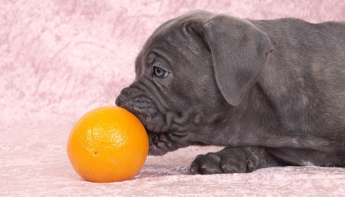 6 frukter som hundar kan äta och förmodligen borde (enligt studier)