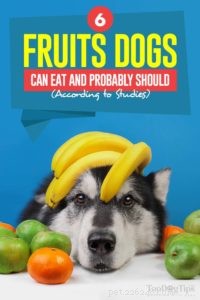 6 frukter som hundar kan äta och förmodligen borde (enligt studier)