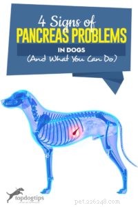 4 tekenen van pancreasproblemen bij honden (en wat te doen)