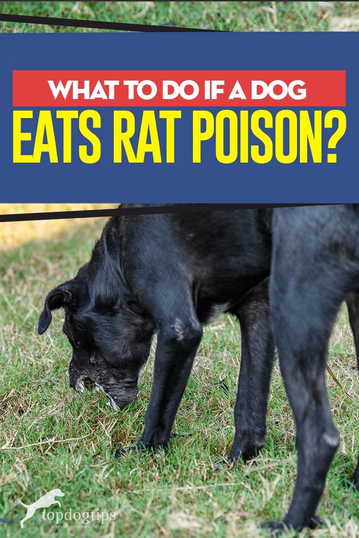 O que fazer se um cachorro comer veneno de rato 