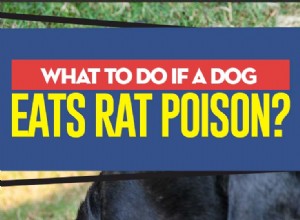 犬がネズミの毒を食べたらどうするか 