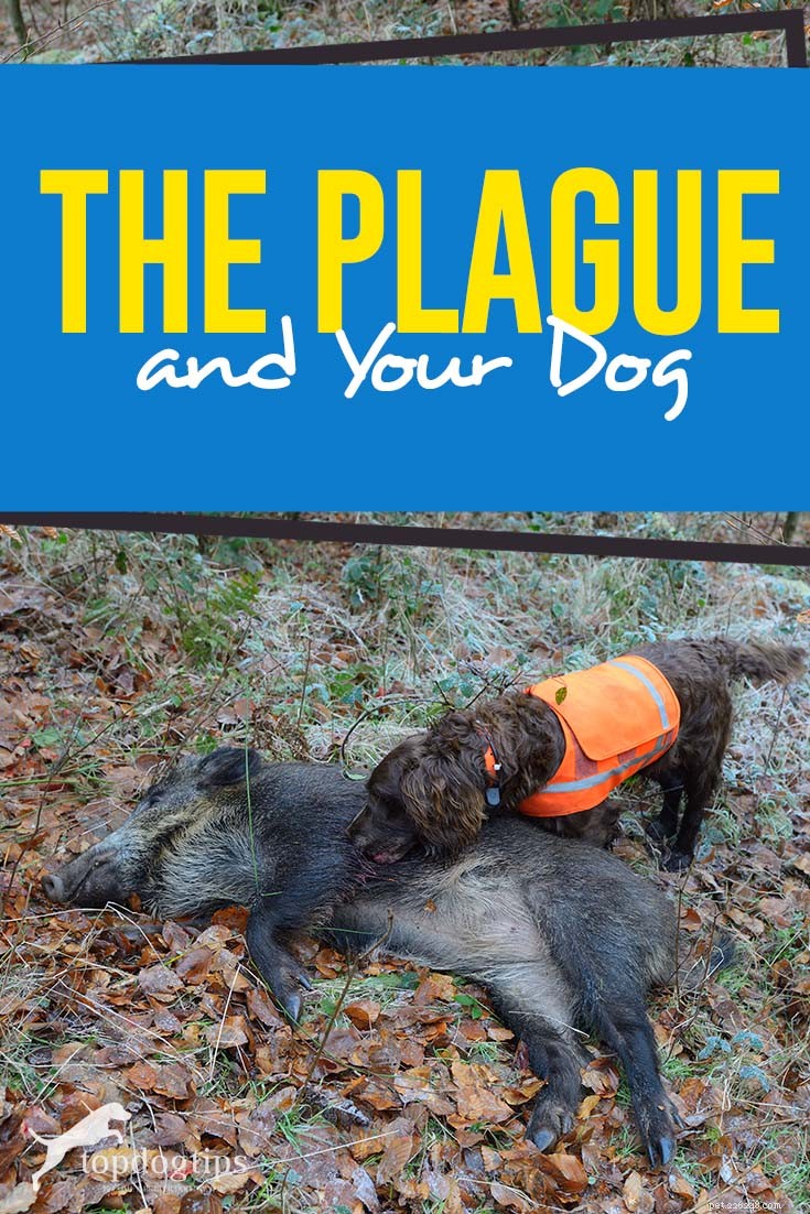 La peste e il tuo cane