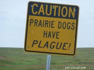 La peste et votre chien