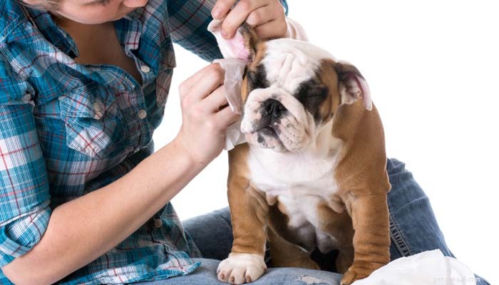 犬の耳の感染症のための家庭薬を作る方法 