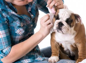 Jak si vyrobit domácí léky na infekci uší psů