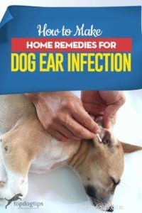 Comment faire des remèdes maison pour l infection de l oreille du chien