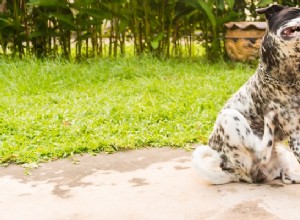 Por que meu cachorro está coçando? 4 razões científicas e tratamentos comprovados