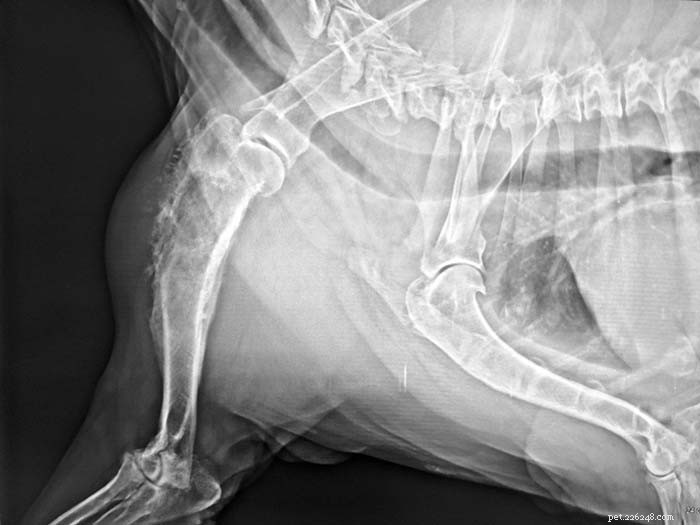 犬の骨肉腫に関する完全ガイド 