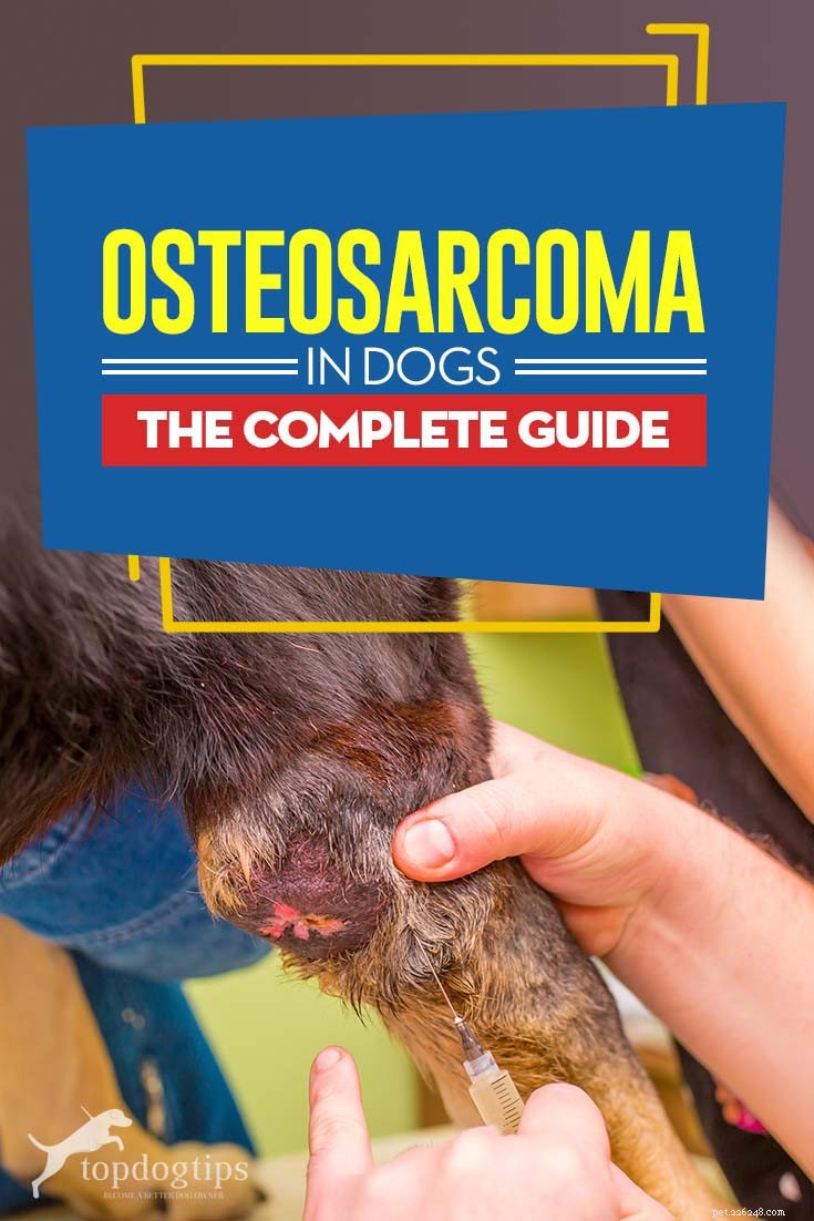 Den kompletta guiden om osteosarkom hos hundar