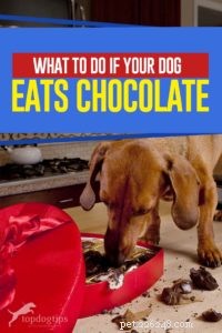 개가 초콜릿을 먹으면 어떻게 해야 하나요?