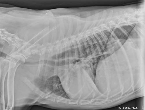 5 problemi all esofago del cane e cosa dovresti sapere