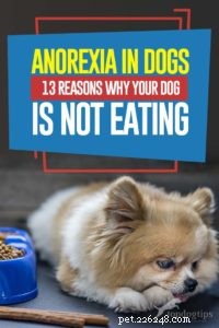 Anoressia nei cani:13 motivi per cui il tuo cane non mangia
