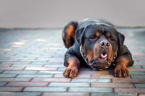 Top 3 gezondheidsrisico s waaraan uw hond kan worden blootgesteld tijdens het instappen