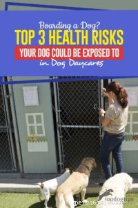 Les 3 principaux risques pour la santé auxquels votre chien pourrait être exposé pendant la pension