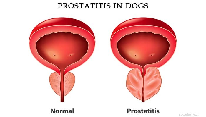 5 oorzaken en tekenen van prostaatproblemen bij honden