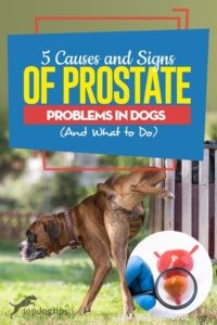 5 příčin a příznaků problémů s prostatou u psů