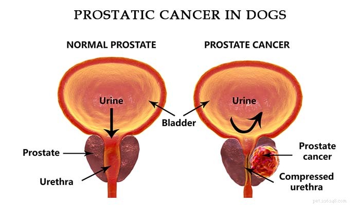 5 orsaker och tecken på prostataproblem hos hundar