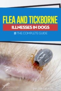 Les maladies transmises par les puces et les tiques chez les chiens :le guide complet