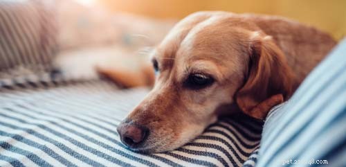 Un chien se gratte mais pas de puces ? 8 autres causes de démangeaisons et solutions