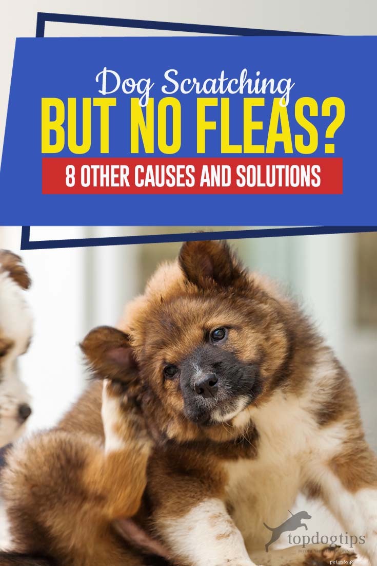 Un chien se gratte mais pas de puces ? 8 autres causes de démangeaisons et solutions