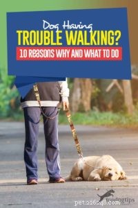 Pes, který má problémy s chůzí:10 důvodů, proč a co dělat