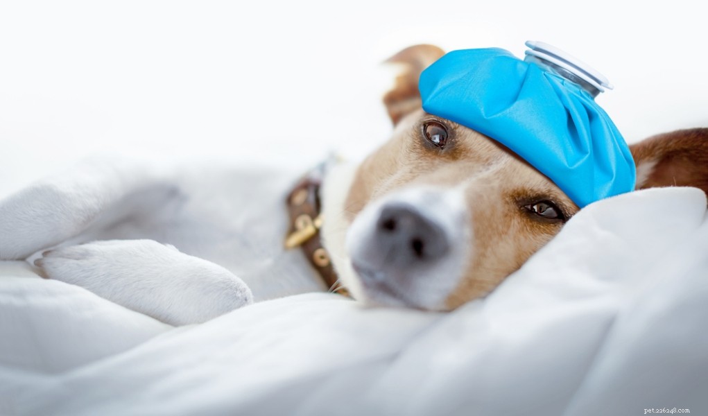 5 rimedi casalinghi per il raffreddore del cane:tutti i trattamenti naturali