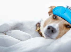 5 домашних средств от простуды у собак:все натуральные средства
