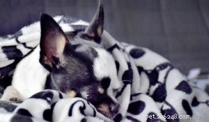 5 huismiddeltjes tegen verkoudheid bij honden:alle natuurlijke behandelingen