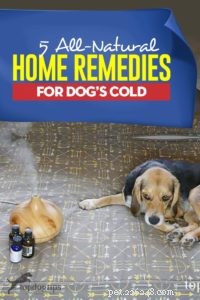 5 remèdes maison contre le rhume du chien :tous les traitements naturels