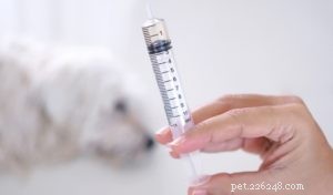 犬の風邪のための5つの家庭療法：すべての自然な治療法 
