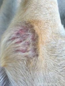 犬の毛嚢炎の9つの原因とその治療法 