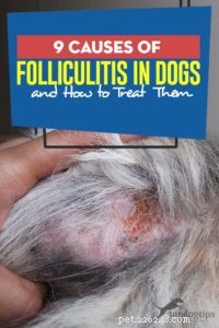 9 cause di follicolite nei cani e come trattarli
