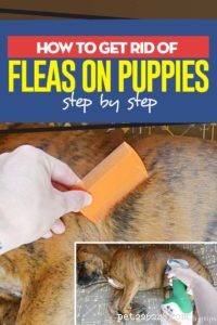 Hoe zich te ontdoen van vlooien bij puppy s