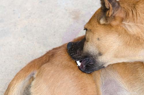 70 melhores remédios caseiros para cães