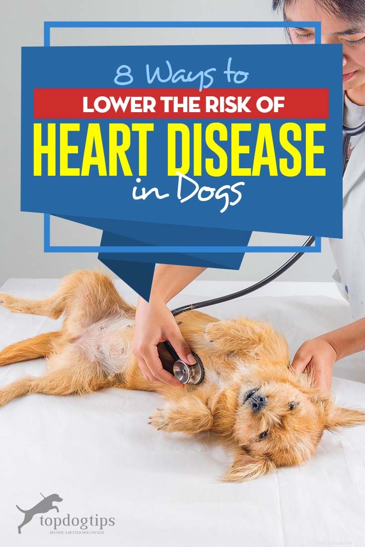 8 sätt att minska risken för hjärtsjukdomar hos hundar