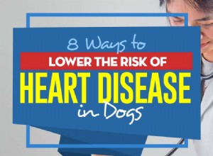 犬の心臓病のリスクを下げる8つの方法 