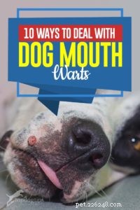 犬の口のいぼに対処する10の方法 