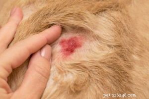 3 sätt att förebygga och behandla staph-infektion hos hundar