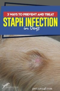 3 maneiras de prevenir e tratar a infecção por estafilococos em cães