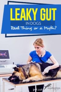L intestino che perde nei cani:cosa reale o mito?